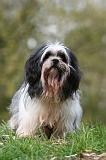 LHASSA APSO 247